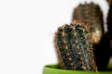 Beyaz arka planda çiçek saksısında büyüyen çivili kaktüsün yakın çekimi.