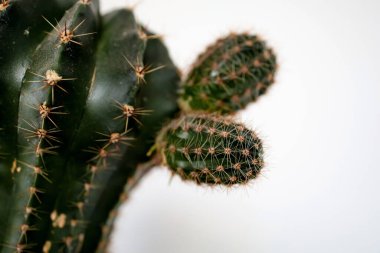 Beyaz arka planda çiçek saksısında büyüyen çivili kaktüsün yakın çekimi.