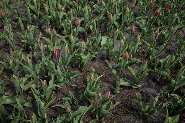 Рожеві Тюльпани Крупним Планом Саду Посаджені Тюльпанами — стокове фото