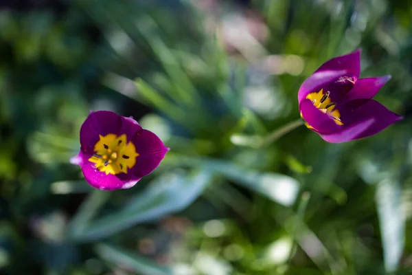 Roze Tulpen Close Tuin Beplant Met Tulpen — Stockfoto