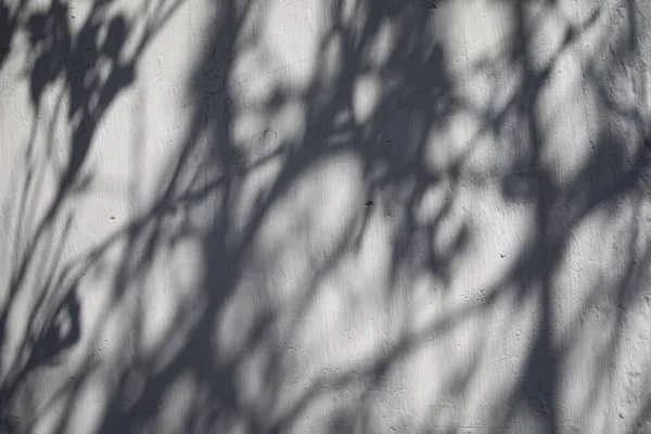 Banch Tree Shadow Pared Blanca — Foto de Stock