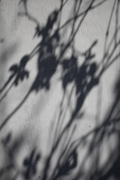 Banch Of Tree Shadow On The White Wall