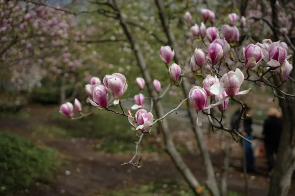 Magnolia Çiçeği Baharda Bahçede — Stok fotoğraf