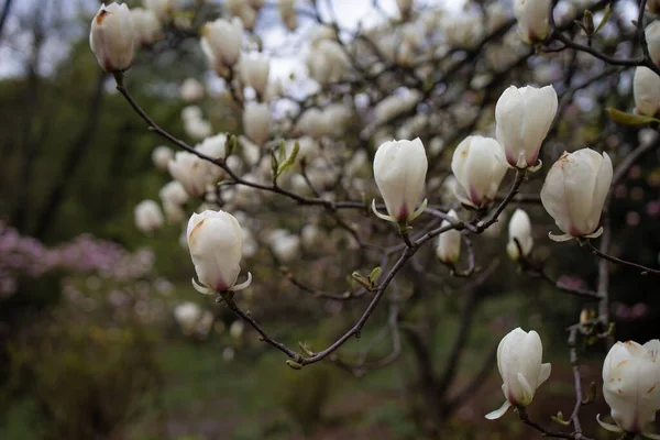 Magnolia Çiçeği Baharda Bahçede — Stok fotoğraf