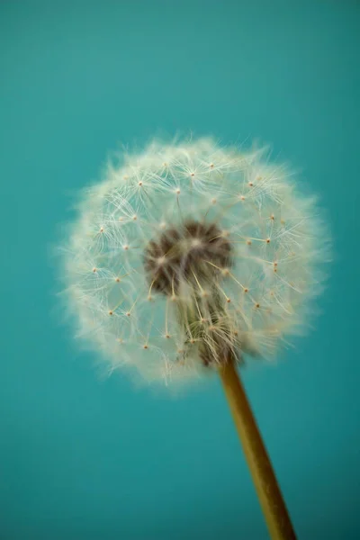 Pampeliška Fluff Bílý Květ Modrém Pozadí — Stock fotografie