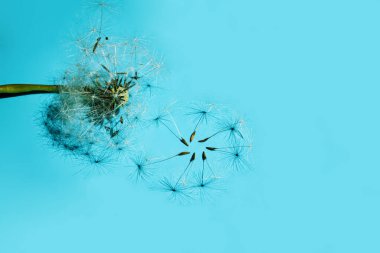 Karahindiba Tüylü Beyaz Çiçek Mavi Arkaplanda.