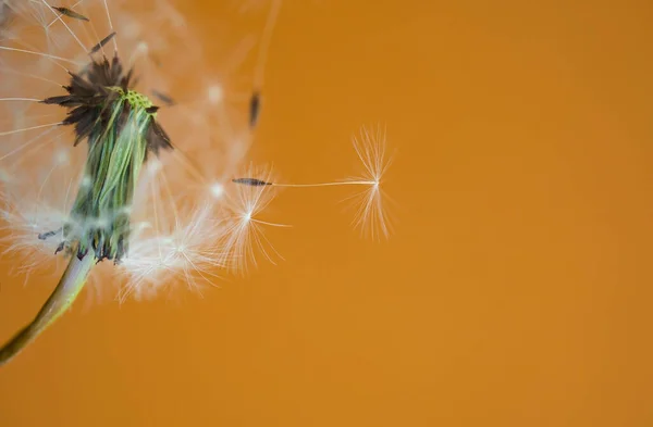 Tarassaco Fluff Bianco Fiore Sfondo Giallo — Foto Stock