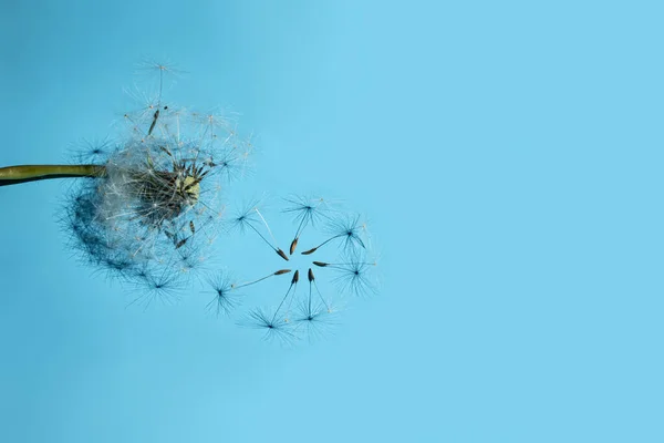 Löwenzahn Fluff Weiße Blume Auf Blauem Hintergrund — Stockfoto