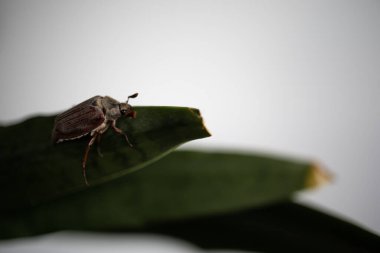 Yeşil Yaprak Kapalı Makro Fotoğraftaki Avrupa Böceği