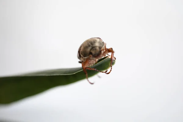 European Chafer Beetle Зеленому Листі Макрофотографія — стокове фото