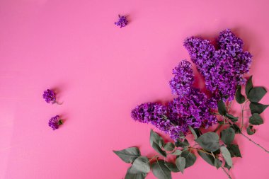 Mor Çiçeklerin Çerçevesi - Metin İçin Bahar Leylak Dalları