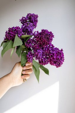 Pembe Leylak Çiçeklerinin Bahar Kolları. Metin için Boşluğu Kopyala.