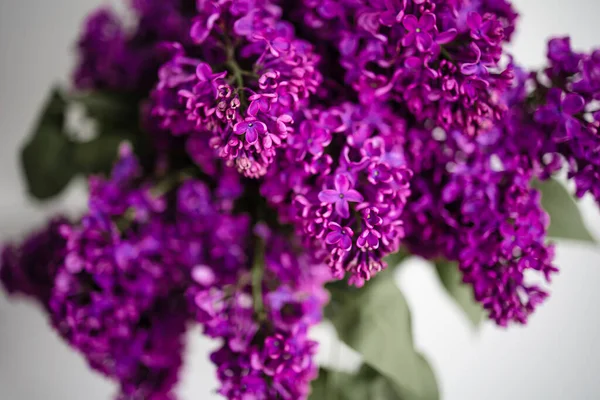 Nahaufnahme Frühling Zweig Von Rosa Flieder Blumen — Stockfoto