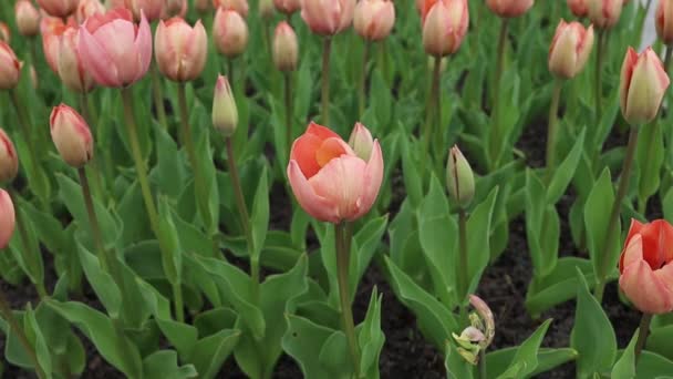 Delicado Rosa Tulipán Flores Floral Naturaleza Fondo — Vídeos de Stock