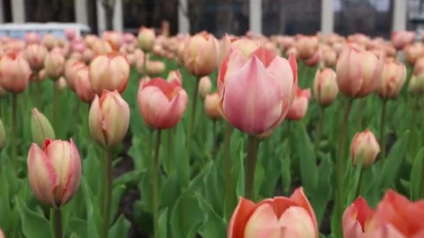 Delicado Rosa Tulipa Flores Floral Natureza Fundo — Vídeo de Stock