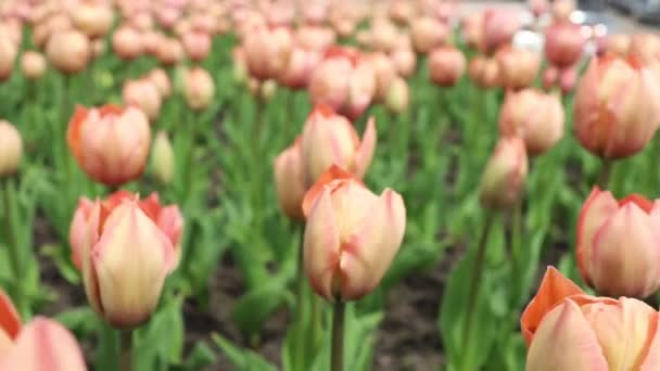 Delicado Rosa Tulipán Flores Floral Naturaleza Fondo — Vídeos de Stock