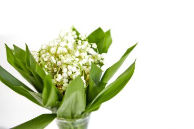 Beyaz arka planda Vadi Zambakları 'nın Bahar Çiçeği