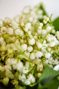 Beyaz arka planda Vadi Zambakları 'nın Bahar Çiçeği