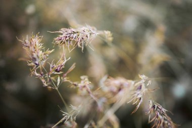 Çimen tarlasına yakın çekim. Sahadaki Yeşil Çim Stoku