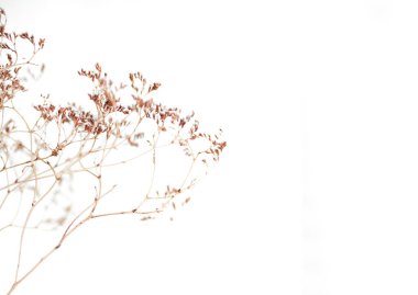 Omurgalı kuru otlar ve duvardaki gölgesi