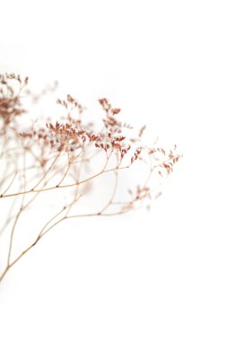 Omurgalı kuru otlar ve duvardaki gölgesi