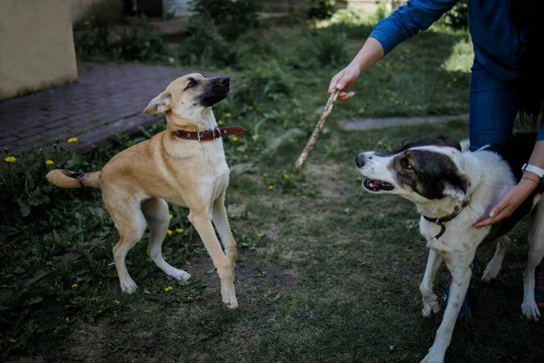 Donna Giocare Con Cani Fienile — Foto Stock