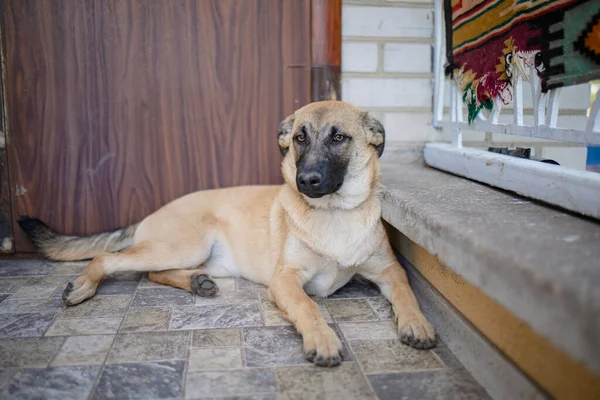 Shelter Dog Triste Adozione Cane Senzatetto Rifugio — Foto Stock