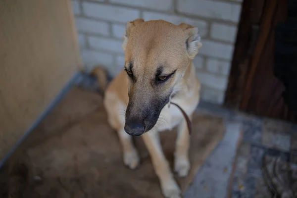 Пес Приюта Грустный Бездомная Собака Приюте — стоковое фото