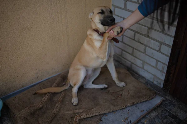 Young Woman Petting Sad Dog Animal Shelter — Stock Photo, Image