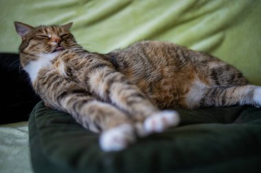 Suratında tahriş olmuş bir ifade olan komik bir kedi..