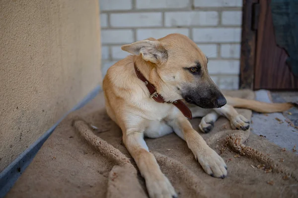 Shelter Dog Triste Adozione Cane Senzatetto Rifugio — Foto Stock