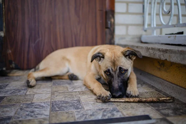 Shelter Dog Triste Adozione Cane Senzatetto Rifugio — Foto Stock