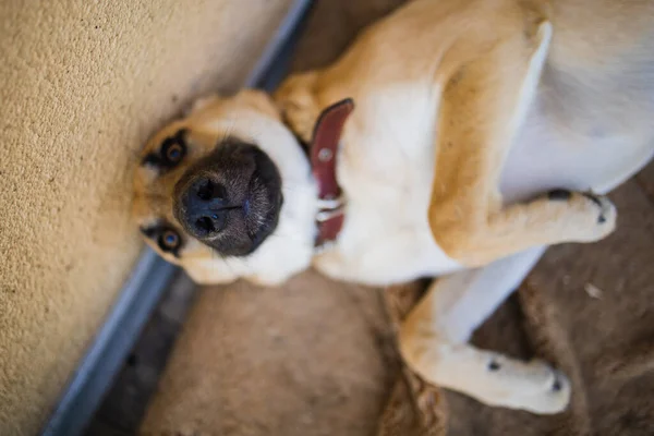 Abrigo Dog Sad Adote Cão Sem Teto Abrigo — Fotografia de Stock