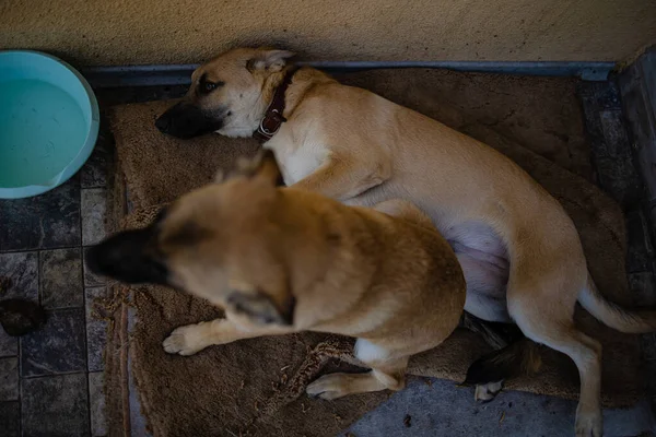 Shelter Dog Triste Adozione Cane Senzatetto Rifugio — Foto Stock