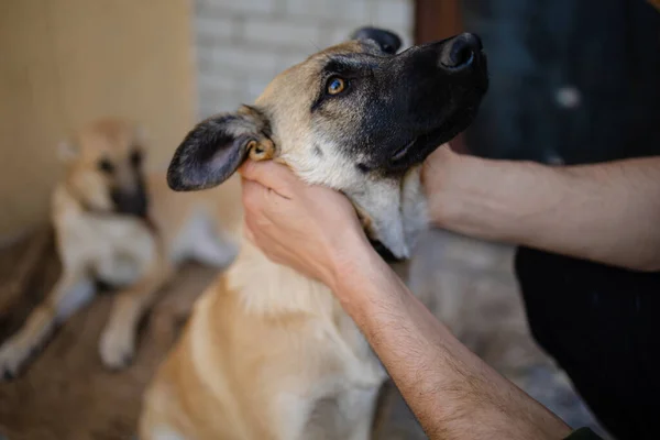 Giovane Donna Accarezzando Cane Triste Rifugio Animali — Foto Stock
