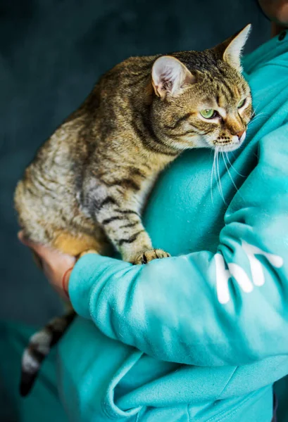 Bild Von Mädchen Die Katze Hause Streicheln — Stockfoto