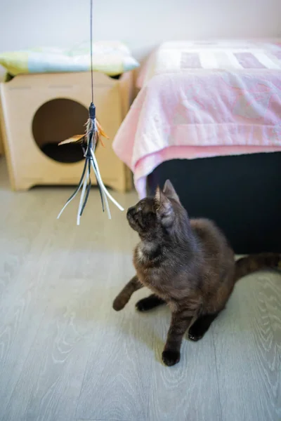 Kleine Katze Spielt Mit Einem Spielzeug Mit Bunten Federn — Stockfoto