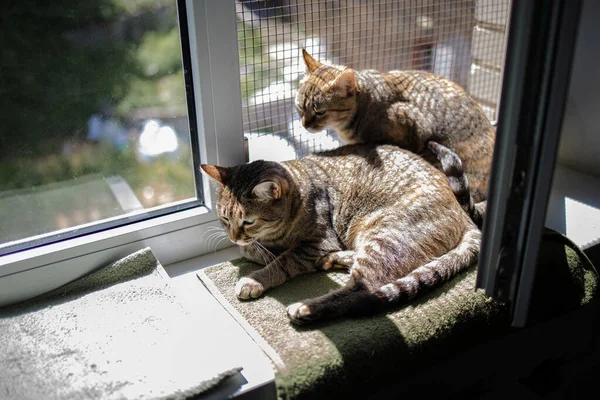 Katze Liegt Auf Fensterbank Sonnenlicht — Stockfoto