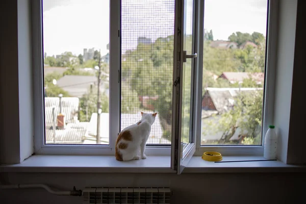 Pencere Pervazında Oturan Yalnız Küçük Beyaz Kedi Pencereden Sokağa Bakıyor — Stok fotoğraf