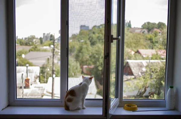 Osamělá Malá Roztomilá Bílá Kočka Sedí Okenní Římse Dívá Oknem — Stock fotografie