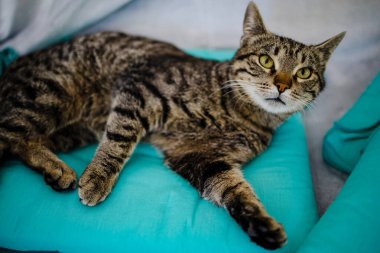 Komik Portre Kibirli Kısa Saçlı Ev Kedisi Evde Rahatlıyor. 