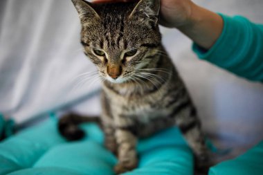 Komik Portre Kibirli Kısa Saçlı Ev Kedisi Evde Rahatlıyor. 