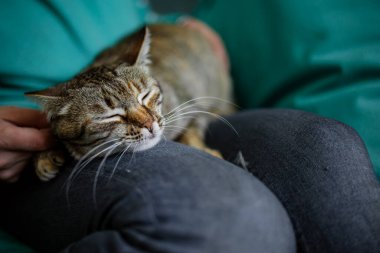 Evde Kedi Okşan Kız 'ın resmi.