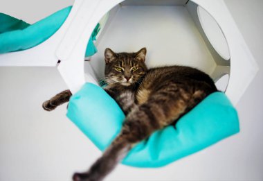 Komik Portre Kibirli Kısa Saçlı Ev Kedisi Evde Rahatlıyor. 