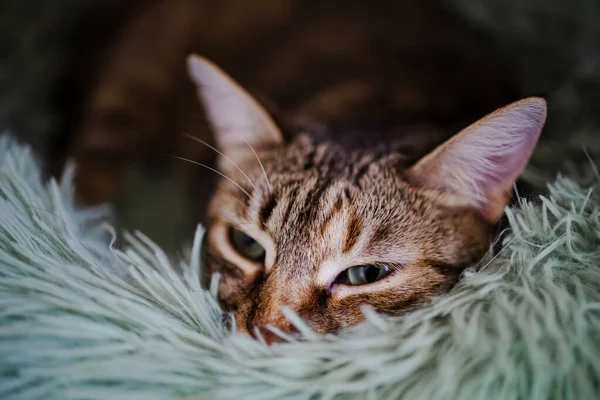 Sad Cat Lies Sad Bed Pet Light Window — Stock Photo, Image