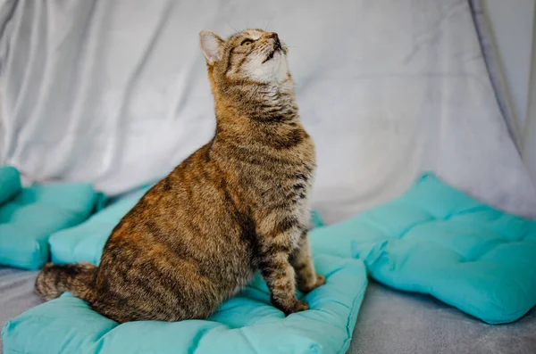 Zabawny Portret Arogancki Krótkowłosy Domowe Tabby Cat Relaks Domu — Zdjęcie stockowe