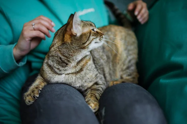 Image Main Fille Caressant Chat Maison — Photo