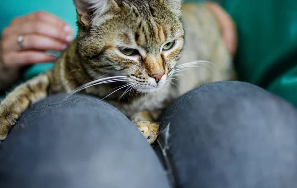 女の子の手の画像自宅で猫を撫でて — ストック写真