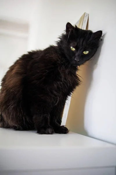 Retrato Gato Preto Irritado Casa Olhando Para Câmera — Fotografia de Stock
