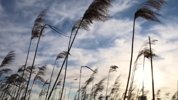 Fundo Outono Com Juncos Bege Secos — Vídeo de Stock